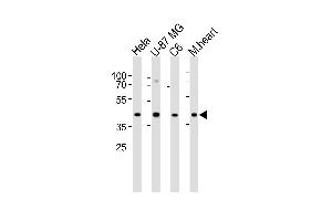 Western blot analysis of lysates from Hela, U-87 MG, C6 cell line and mouse heart tissue lysate (from left to right), using GJA1 Antibody (N121) at 1:1000 at each lane. (Connexin 43/GJA1 Antikörper  (N-Term))