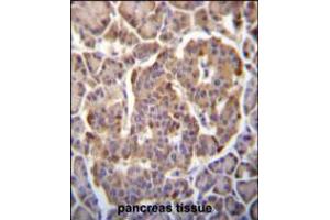 P immunohistochemistry analysis in formalin fixed and paraffin embedded human pancreas tissue followed by peroxidase conjugation of the secondary antibody and DAB staining. (PIK3CB Antikörper  (N-Term))