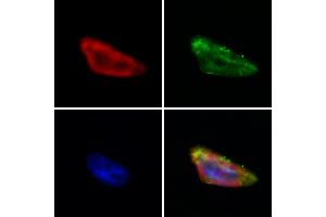 ABIN6265988 and ABIN6273055 staining Hela by IF/ICC. (MAVS Antikörper  (C-Term))