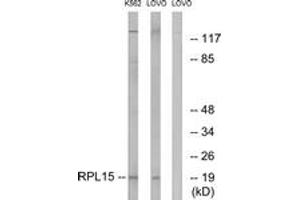 Western blot analysis of extracts from LOVO/K562 cells, using RPL15 Antibody.