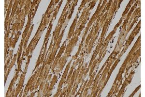 ABIN6275995 at 1/100 staining Mouse heart tissue by IHC-P. (GPR137C Antikörper  (Internal Region))