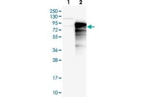 Western blot analysis of Lane 1: Negative control (vector only transfected HEK293T lysate), Lane 2: Over-expression Lysate (Co-expressed with a C-terminal myc-DDK tag (~3. (SYTL4 Antikörper)