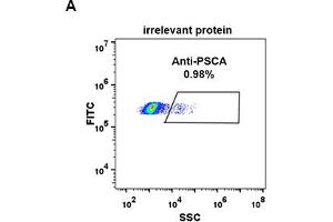 Expi 293 cell line transfected with irrelevant protein (A) and human PSCA (B) were surface stained with Rabbit anti-PSCA monoclonal antibody 1 μg/mL (clone: DM87) followed by Alexa 488-conjugated anti-rabbit IgG secondary antibody. (PSCA Antikörper  (AA 12-86))