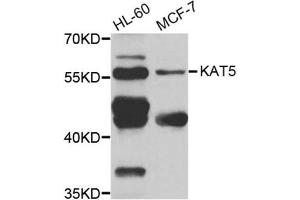 Western Blotting (WB) image for anti-K(lysine) Acetyltransferase 5 (KAT5) antibody (ABIN1980157)