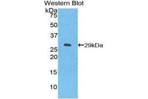 Western Blotting (WB) image for anti-Inducible T-Cell Co-Stimulator Ligand (ICOSLG) (AA 23-249) antibody (ABIN1859247) (ICOSLG Antikörper  (AA 23-249))