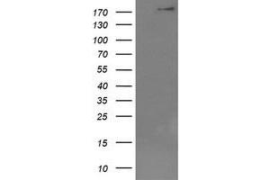 Image no. 1 for anti-Dedicator of Cytokinesis 8 (DOCK8) (AA 833-1160) antibody (ABIN1491684) (DOCK8 Antikörper  (AA 833-1160))