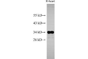 Western Blot analysis of Rat heart using Cytochrome c1 Polyclonal Antibody at dilution of 1:500 (Cytochrome C1 Antikörper)