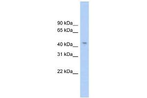 RG9MTD1 antibody used at 1 ug/ml to detect target protein. (RG9MTD1 Antikörper)