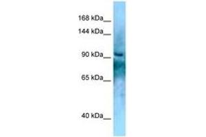 Image no. 1 for anti-KN Motif and Ankyrin Repeat Domains 2 (KANK2) (AA 696-745) antibody (ABIN6748170) (KANK2 Antikörper  (AA 696-745))