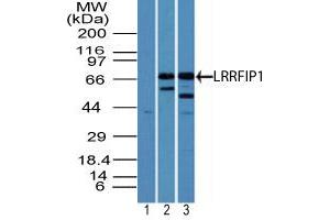 Image no. 1 for anti-Leucine Rich Repeat (In FLII) Interacting Protein 1 (LRRFIP1) (AA 200-250) antibody (ABIN960254) (LRRFIP1 Antikörper  (AA 200-250))