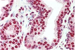 ABIN184657 (5µg/ml) staining of paraffin embedded Human Prostate. (PLRG1 Antikörper  (C-Term))