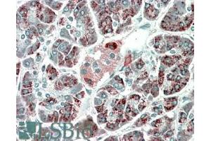 ABIN570998 (5µg/ml) staining of paraffin embedded Human Pancreas. (PEBP4 Antikörper  (C-Term))