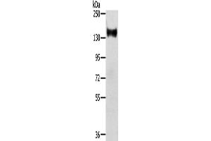 Western Blotting (WB) image for anti-RAS Protein Activator Like 2 (RASAL2) antibody (ABIN2424041) (RASAL2 Antikörper)