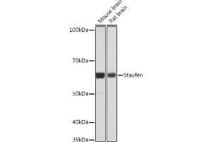 Western blot analysis of extracts of various cell lines, using Staufen Rabbit mAb (ABIN7270586) at 1:1000 dilution.