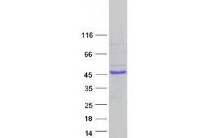Western Blotting (WB) image for E2F5 (E2F5) (Transcript Variant 1) protein (Myc-DYKDDDDK Tag) (ABIN2719896)
