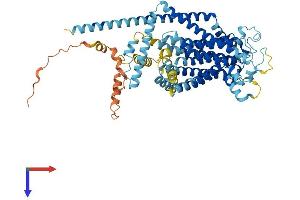Tmc4 Protein (AA 1-694) (His tag)