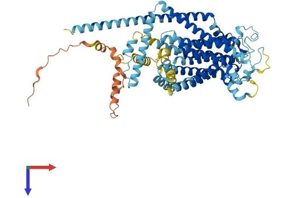 Tmc4 Protein (AA 1-694) (His tag)