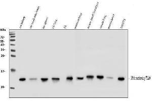 Western blot analysis of Thioredoxin TRX using anti-Thioredoxin TRX antibody (ABIN6719381).