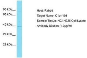 Image no. 1 for anti-Chromosome 1 Open Reading Frame 198 (C1ORF198) (AA 225-274) antibody (ABIN6750705) (C1ORF198 Antikörper  (AA 225-274))