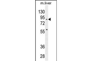 Western blot analysis in mouse liver tissue lysates (35ug/lane). (SPIRE2 Antikörper  (AA 285-313))