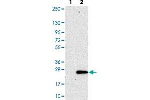 Western blot analysis of Lane 1: Negative control (vector only transfected HEK293T lysate). (SEC11C Antikörper)