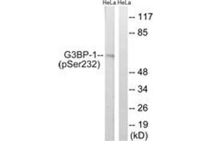 Western Blotting (WB) image for anti-GTPase Activating Protein (SH3 Domain) Binding Protein 1 (G3BP1) (pSer232) antibody (ABIN2888421) (G3BP1 Antikörper  (pSer232))