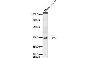 Western blot analysis of extracts of mouse kidney, using PIM1 antibody (ABIN6128456, ABIN6145654, ABIN6145656 and ABIN6218499) at 1:3000 dilution. (PIM1 Antikörper  (AA 1-313))