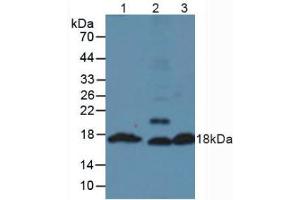 Western blot analysis of (1) Mouse Pancreas Tissue, (2) Mouse Testis Tissue and (3) Mouse Liver Tissue. (Insulin Antikörper  (AA 25-54, AA 90-110))