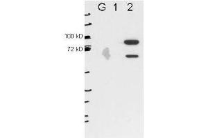 Anti-ESRP2 by western blot shows detection of ESRP2 in transfected 293T cell extracts (lane 2). (ESRP2 Antikörper)