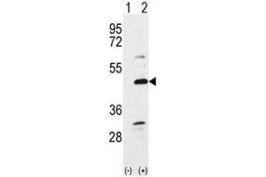 Image no. 1 for anti-Bone Morphogenetic Protein 7 (BMP7) (N-Term) antibody (ABIN357185) (BMP7 Antikörper  (N-Term))