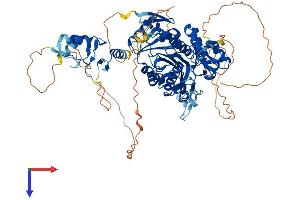 TRMT1L Protein (AA 1-733) (His tag)