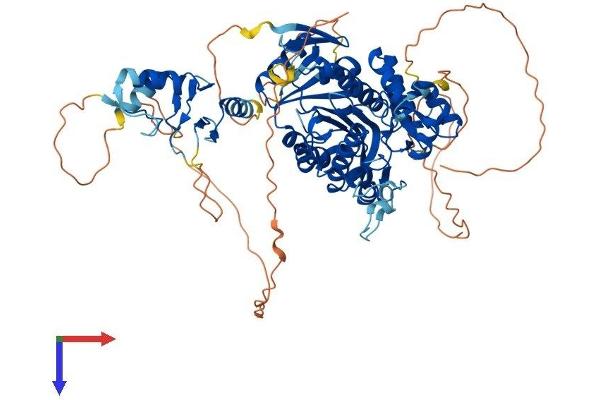 TRMT1L Protein (AA 1-733) (His tag)