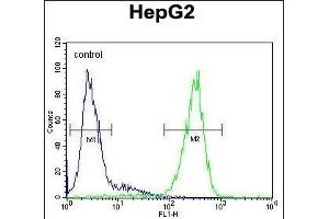 FUCA1 Antibody (Center) (ABIN390762 and ABIN2841020) flow cytometric analysis of HepG2 cells (right histogram) compared to a negative control cell (left histogram). (FUCA1 Antikörper  (AA 265-294))