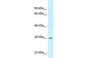 Image no. 1 for anti-Spi-C Transcription Factor (Spi-1/PU.1 Related) (SPIC) (AA 148-197) antibody (ABIN6747713) (SPIC Antikörper  (AA 148-197))