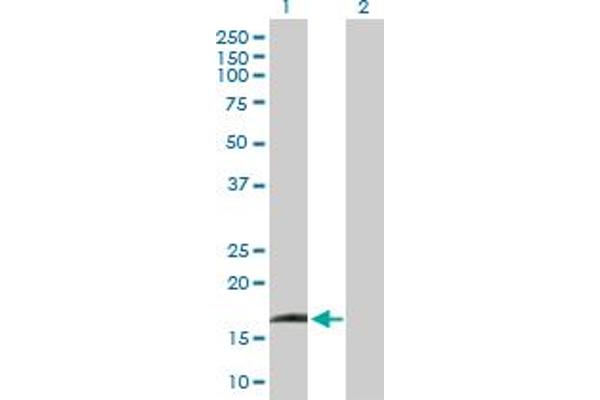 IFNA13 antibody  (AA 1-189)