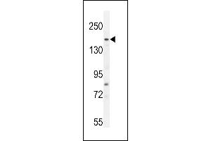 FGD6 antibody  (C-Term)