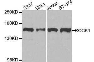 Western blot analysis of extracts of various cell lines, using ROCK1 antibody. (ROCK1 Antikörper)