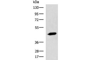 ASB10 Antikörper