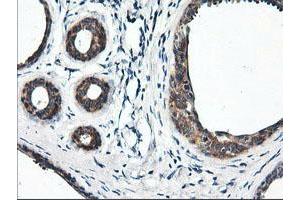 Immunohistochemical staining of paraffin-embedded Human breast tissue using anti-RGS16 mouse monoclonal antibody. (RGS16 Antikörper)