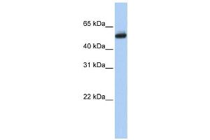 Western Blotting (WB) image for anti-Cytochrome P450, Family 4, Subfamily B, Polypeptide 1 (CYP4B1) antibody (ABIN2458610) (CYP4B1 Antikörper)