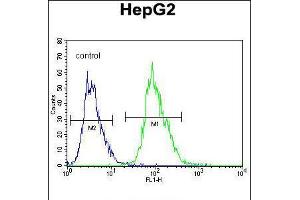 Flow cytometric analysis of HepG2 cells (right histogram) compared to a negative control cell (left histogram). (OR4K5 Antikörper  (C-Term))