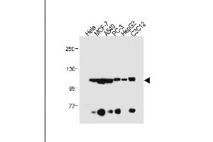 All lanes : Anti-AHR Antibody (Center) at 1:500 dilution Lane 1: Hela whole cell lysate Lane 2: MCF-7 whole cell lysate Lane 3: A549 whole cell lysate Lane 4: PC-3 whole cell lysate Lane 5: HepG2 whole cell lysate Lane 6: C2C12 whole cell lysate Lysates/proteins at 20 μg per lane. (Aryl Hydrocarbon Receptor Antikörper  (AA 555-582))