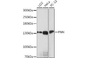 Western blot analysis of extracts of various cell lines, using PNN Rabbit pAb (ABIN7269378) at 1:1000 dilution. (PNN Antikörper  (AA 1-100))