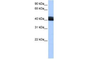 LRRC17 antibody used at 0.