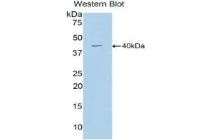 Western Blotting (WB) image for anti-Cathepsin D (CTSD) (AA 66-410) antibody (ABIN1858548) (Cathepsin D Antikörper  (AA 66-410))