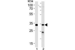 STUB1 antibody western blot analysis in 293 cell line and human placenta lysate (STUB1 Antikörper  (AA 203-231))
