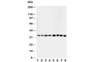 Western blot testing of AIMP2 antibody and Lane 1:  rat liver (AIMP2 Antikörper  (AA 298-320))