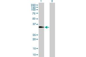 Western Blot analysis of RFC2 expression in transfected 293T cell line by RFC2 MaxPab polyclonal antibody.