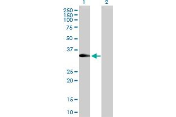 RFC2 antibody  (AA 1-320)