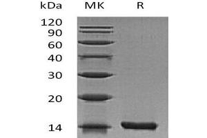 Western Blotting (WB) image for Interleukin 22 (IL22) (Active) protein (ABIN7320589) (IL-22 Protein)